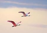 Roseate Spoonbills In Flight_33575